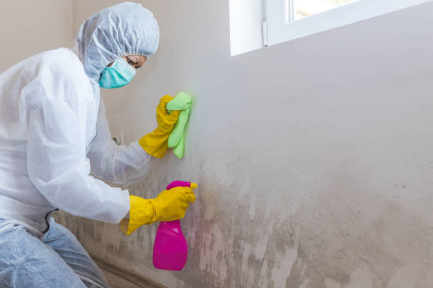  , USA Mold Removal & Remediation Pros